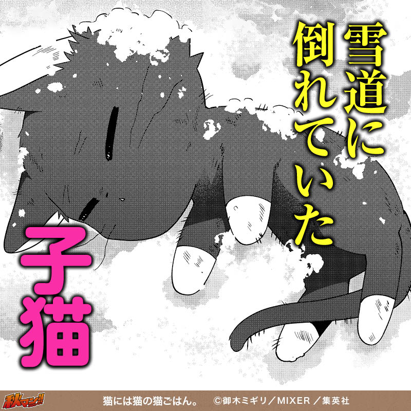 猫には猫の猫ごはん。