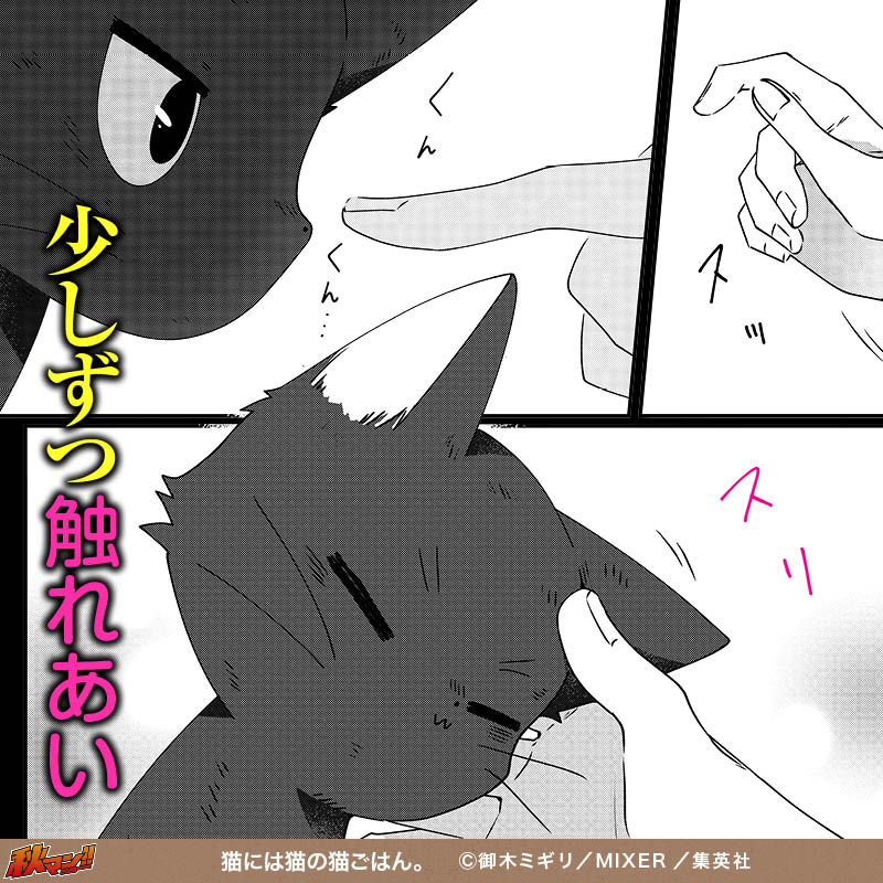 猫には猫の猫ごはん。